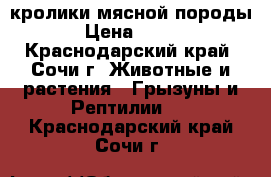 кролики мясной породы › Цена ­ 400 - Краснодарский край, Сочи г. Животные и растения » Грызуны и Рептилии   . Краснодарский край,Сочи г.